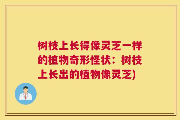 树枝上长得像灵芝一样的植物奇形怪状：树枝上长出的植物像灵芝)