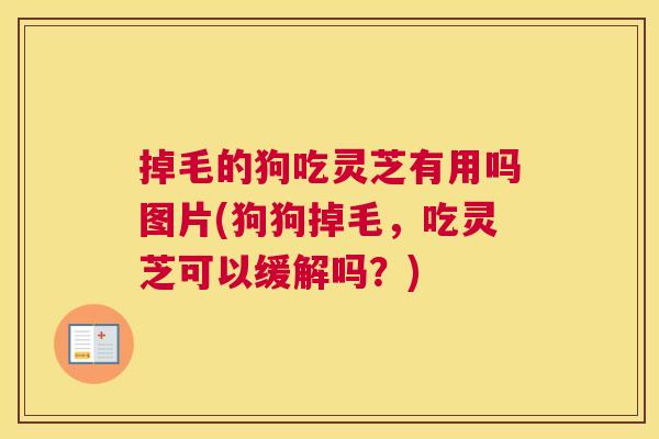 掉毛的狗吃灵芝有用吗图片(狗狗掉毛，吃灵芝可以缓解吗？)