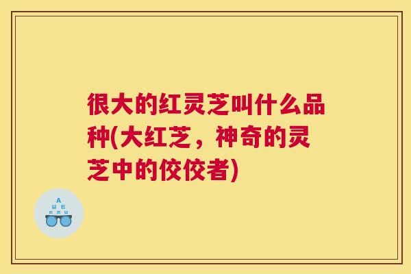 很大的红灵芝叫什么品种(大红芝，神奇的灵芝中的佼佼者)