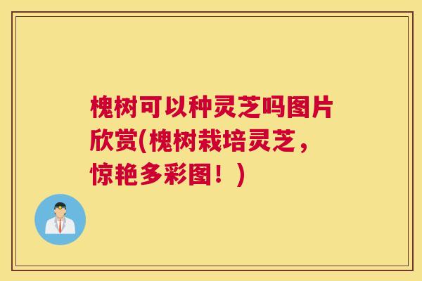 槐树可以种灵芝吗图片欣赏(槐树栽培灵芝，惊艳多彩图！)