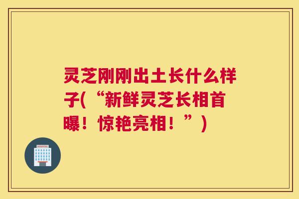 灵芝刚刚出土长什么样子(“新鲜灵芝长相首曝！惊艳亮相！”)