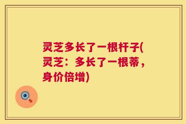灵芝多长了一根杆子(灵芝：多长了一根蒂，身价倍增)