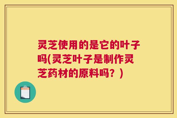 灵芝使用的是它的叶子吗(灵芝叶子是制作灵芝药材的原料吗？)