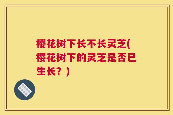 樱花树下长不长灵芝(樱花树下的灵芝是否已生长？)