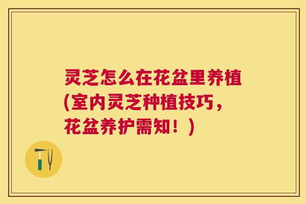 灵芝怎么在花盆里养植(室内灵芝种植技巧，花盆养护需知！)
