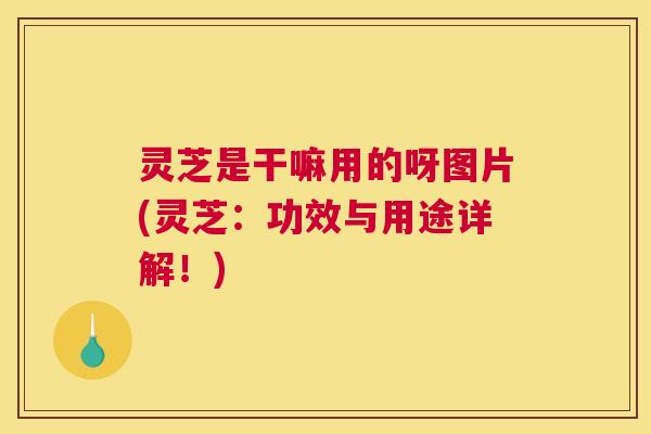 灵芝是干嘛用的呀图片(灵芝:功效与用途详解!) 灵芝是干嘛用的呀图片(灵芝:功效与用途详解!)