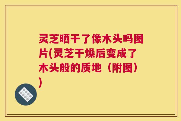 灵芝晒干了像木头吗图片(灵芝干燥后变成了木头般的质地（附图）)
