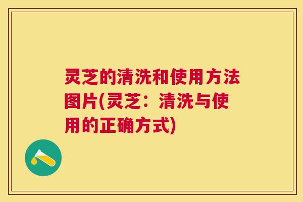 灵芝的清洗和使用方法图片(灵芝：清洗与使用的正确方式)