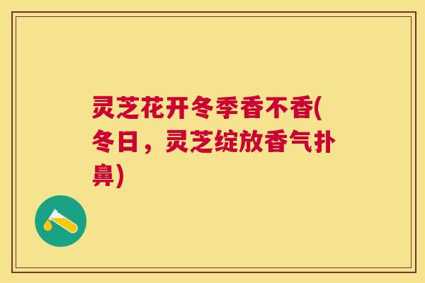 灵芝花开冬季香不香(冬日，灵芝绽放香气扑鼻)