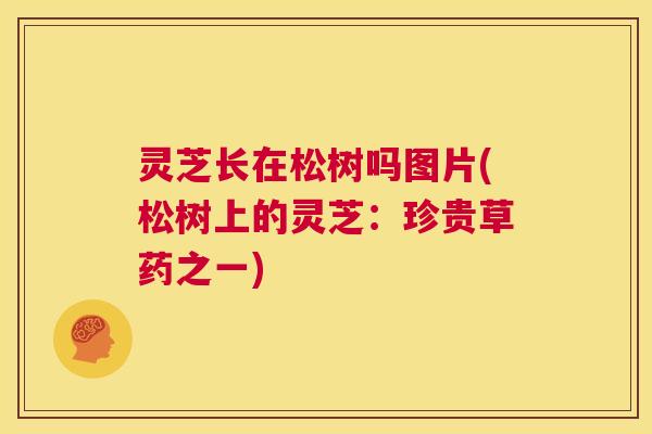 灵芝长在松树吗图片(松树上的灵芝：珍贵草药之一)