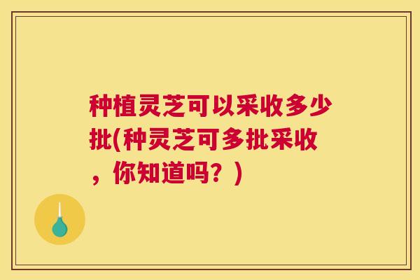 种植灵芝可以采收多少批(种灵芝可多批采收，你知道吗？)