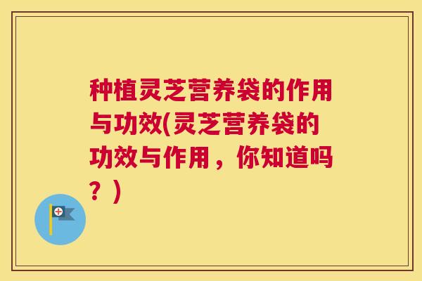 种植灵芝营养袋的作用与功效(灵芝营养袋的功效与作用，你知道吗？)