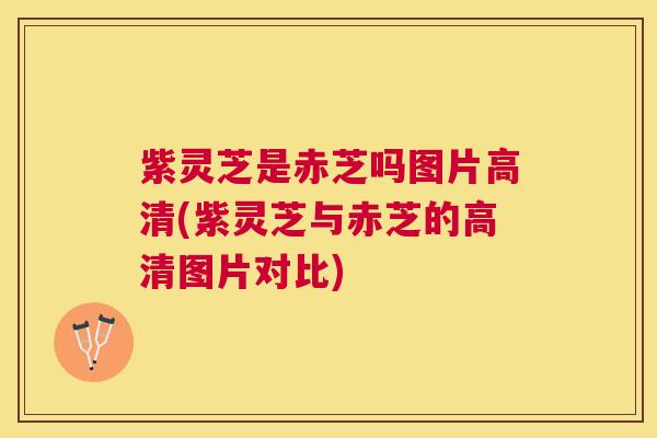 紫灵芝是赤芝吗图片高清(紫灵芝与赤芝的高清图片对比)
