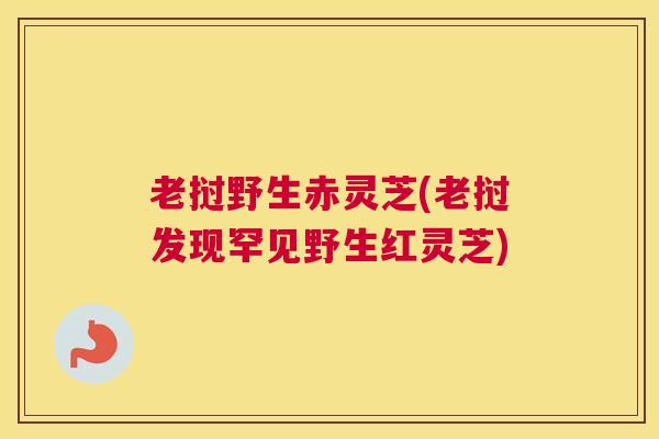 老挝野生赤灵芝(老挝发现罕见野生红灵芝)