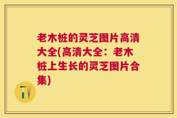 老木桩的灵芝图片高清大全(高清大全：老木桩上生长的灵芝图片合集)