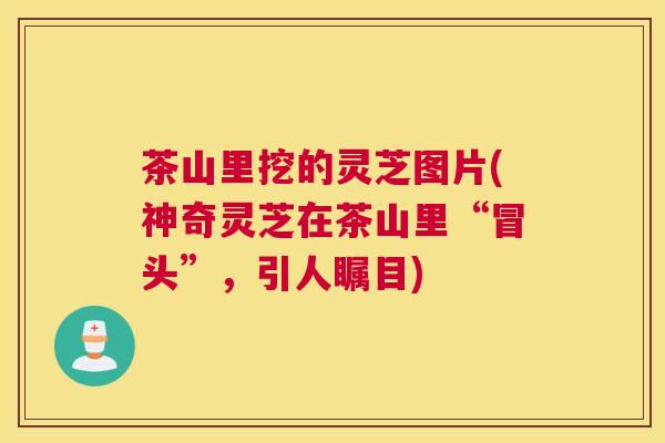 茶山里挖的灵芝图片(神奇灵芝在茶山里“冒头”,引人瞩目) 茶山里挖的灵芝图片(神奇灵芝在茶山里“冒头”,引人瞩目)