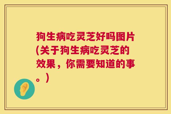 狗生病吃灵芝好吗图片(关于狗生病吃灵芝的效果，你需要知道的事。)