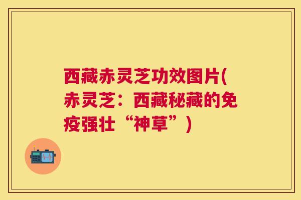 西藏赤灵芝功效图片(赤灵芝:西藏秘藏的免疫强壮“神草”) 西藏赤灵芝功效图片(赤灵芝:西藏秘藏的免疫强壮“神草”)