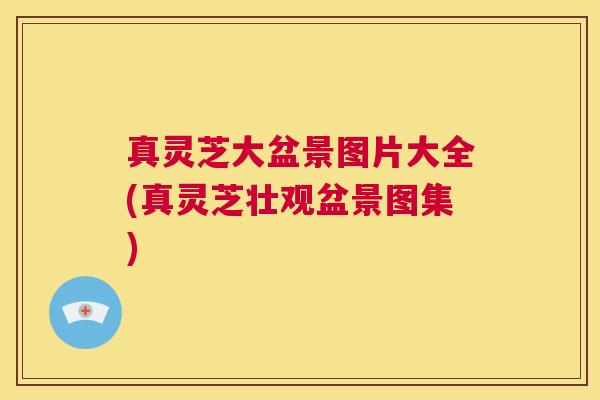 真灵芝大盆景图片大全(真灵芝壮观盆景图集)