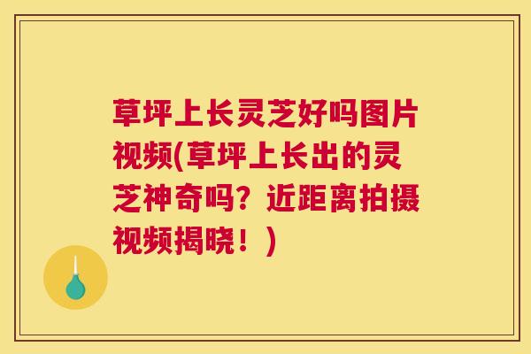 草坪上长灵芝好吗图片视频(草坪上长出的灵芝神奇吗？近距离拍摄视频揭晓！)
