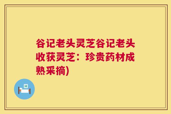 谷记老头灵芝谷记老头收获灵芝：珍贵药材成熟采摘)