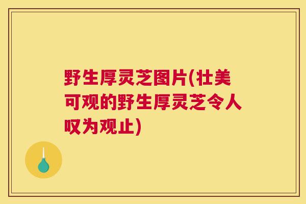野生厚灵芝图片(壮美可观的野生厚灵芝令人叹为观止)