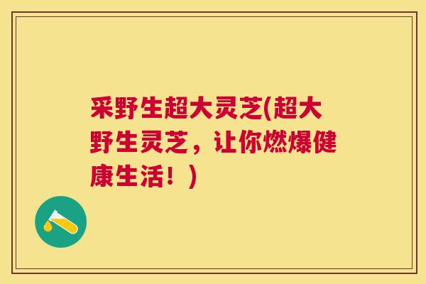 采野生超大灵芝(超大野生灵芝，让你燃爆健康生活！)