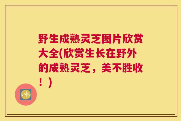 野生成熟灵芝图片欣赏大全(欣赏生长在野外的成熟灵芝，美不胜收！)