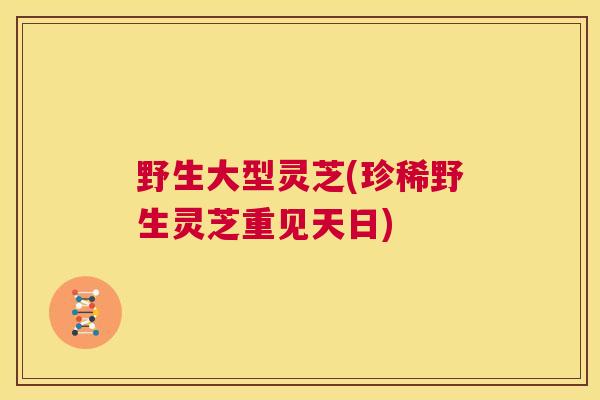 野生大型灵芝(珍稀野生灵芝重见天日) 野生大型灵芝(珍稀野生灵芝重见天日)
