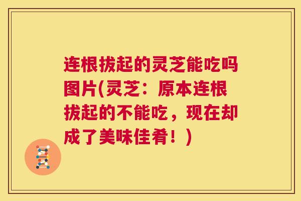 连根拔起的灵芝能吃吗图片(灵芝：原本连根拔起的不能吃，现在却成了美味佳肴！)