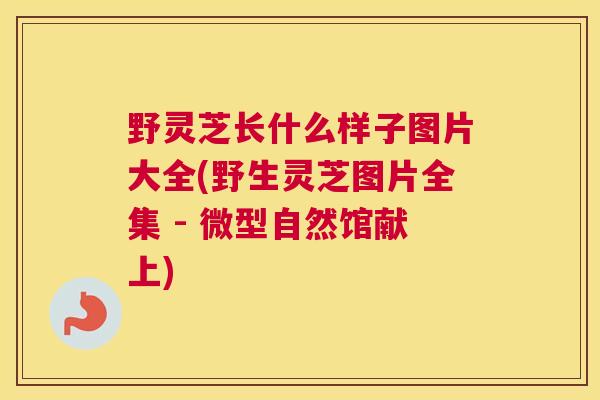 野灵芝长什么样子图片大全(野生灵芝图片全集 - 微型自然馆献上)
