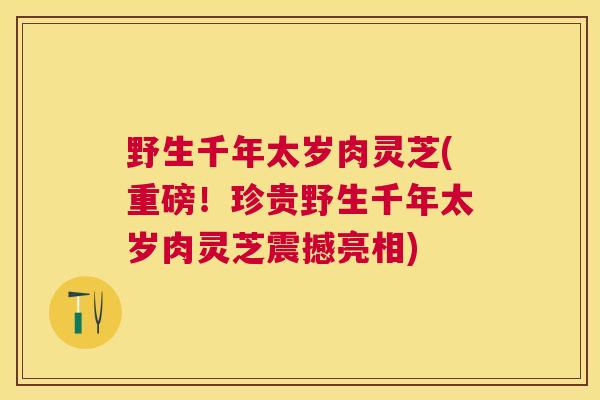 野生千年太岁肉灵芝(重磅!珍贵野生千年太岁肉灵芝震撼亮相) 野生千年太岁肉灵芝(重磅!珍贵野生千年太岁肉灵芝震撼亮相)