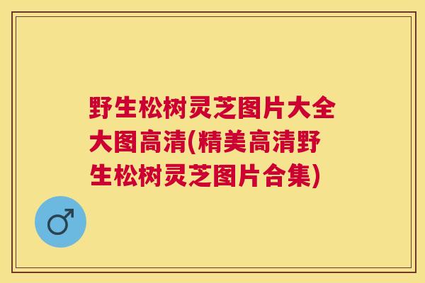 野生松树灵芝图片大全大图高清(精美高清野生松树灵芝图片合集)