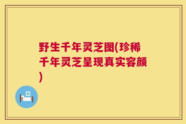 野生千年灵芝图(珍稀千年灵芝呈现真实容颜) 野生千年灵芝图(珍稀千年灵芝呈现真实容颜)