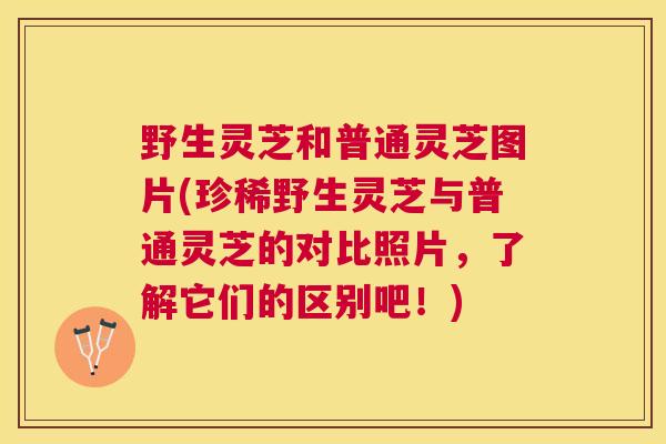 野生灵芝和普通灵芝图片(珍稀野生灵芝与普通灵芝的对比照片，了解它们的区别吧！)