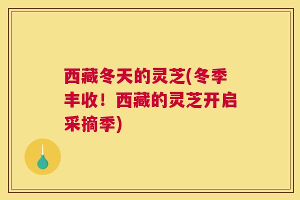 西藏冬天的灵芝(冬季丰收！西藏的灵芝开启采摘季)