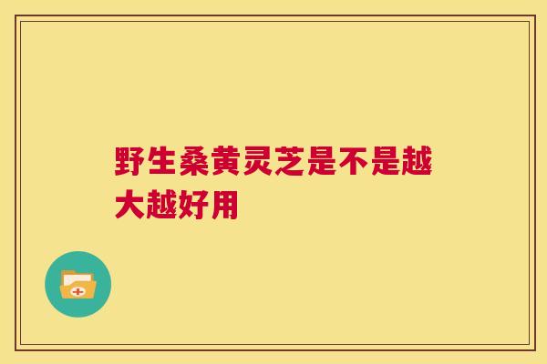 野生桑黄灵芝是不是越大越好用