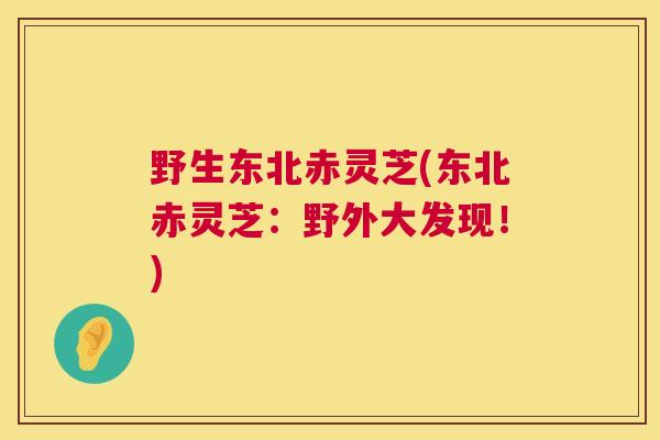 野生东北赤灵芝(东北赤灵芝：野外大发现！)