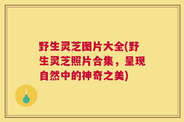 野生灵芝图片大全(野生灵芝照片合集，呈现自然中的神奇之美)
