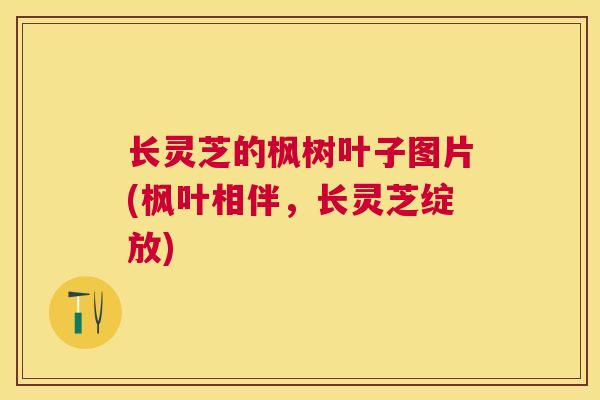 长灵芝的枫树叶子图片(枫叶相伴，长灵芝绽放)