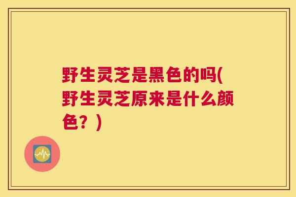 野生灵芝是黑色的吗(野生灵芝原来是什么颜色?) 野生灵芝是黑色的吗(野生灵芝原来是什么颜色?)