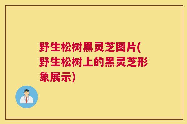 野生松树黑灵芝图片(野生松树上的黑灵芝形象展示)