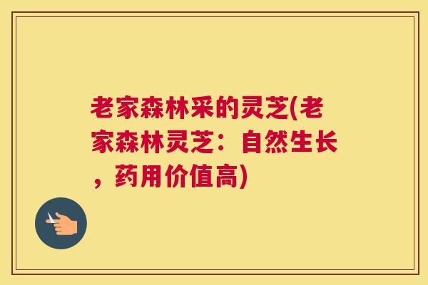 老家森林采的灵芝(老家森林灵芝：自然生长，药用价值高)