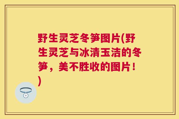野生灵芝冬笋图片(野生灵芝与冰清玉洁的冬笋，美不胜收的图片！)