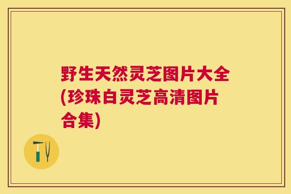 野生天然灵芝图片大全(珍珠白灵芝高清图片合集)