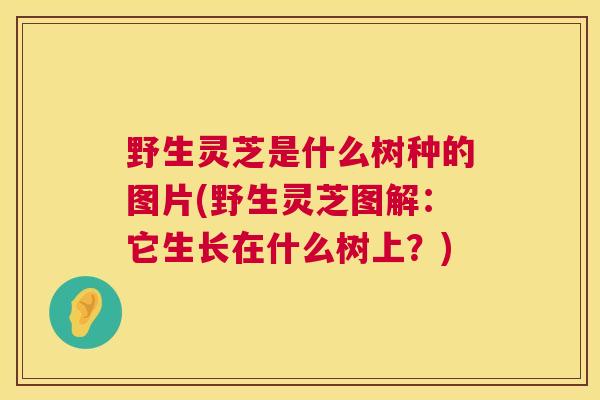 野生灵芝是什么树种的图片(野生灵芝图解：它生长在什么树上？)