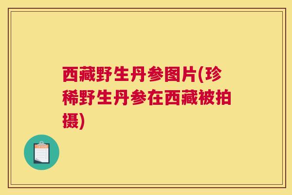 西藏野生丹参图片(珍稀野生丹参在西藏被拍摄)