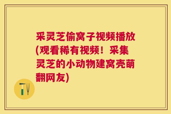 采灵芝偷窝子视频播放(观看稀有视频！采集灵芝的小动物建窝壳萌翻网友)