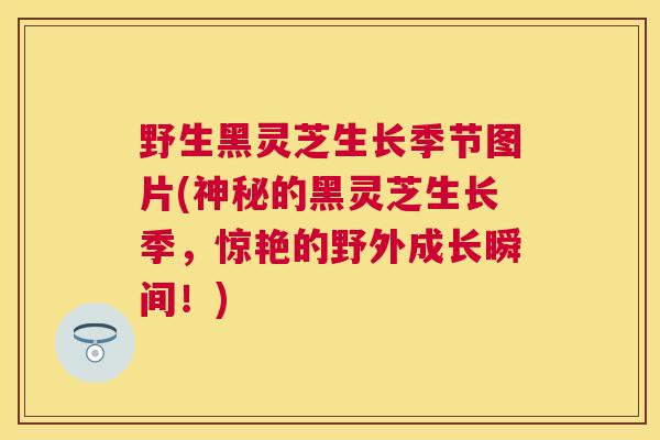 野生黑灵芝生长季节图片(神秘的黑灵芝生长季，惊艳的野外成长瞬间！)