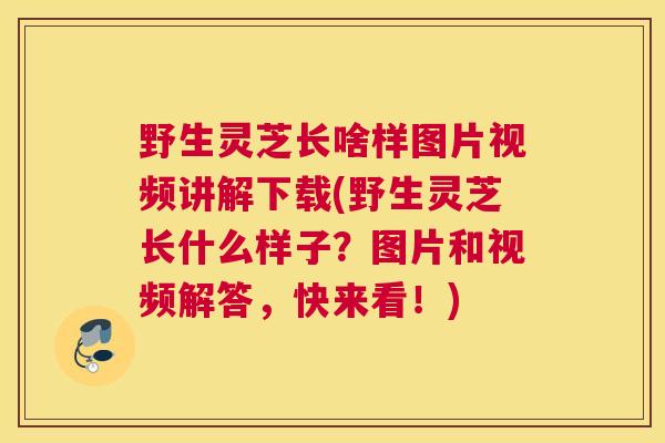 野生灵芝长啥样图片视频讲解下载(野生灵芝长什么样子？图片和视频解答，快来看！)